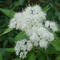 公園散歩-1