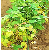収穫を　開始した　“ 枝豆 ”