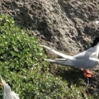 07/05旅日記-2：宮古島への旅2日目－④（東平安名崎で出会った鳥たち：ベニアジサシ、エリグロアジサシ、ほか）