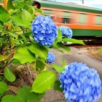 紫陽花と天浜線、其の二