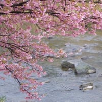 今年も河津桜のお花見を決行しました。