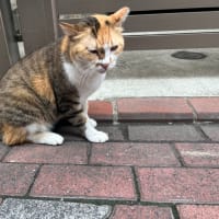 飲食店応援 一の井さん / アイドル猫みーちゃん