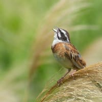 チョウゲンボウ