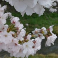 ４月の室礼　一の坂川の桜