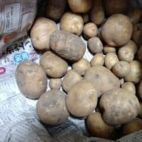 じゃがいも貰った