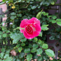 あれ？これは？　予想と違う　花咲いた🌹