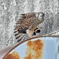 チョウゲンボウ幼鳥