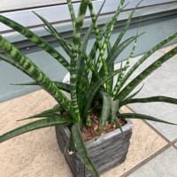 観葉植物　サンセベリア