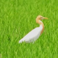 アマサギ　一羽だけでしたが