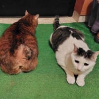 日陰のメリット(/・ω・)/