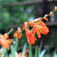 佐伯山緑地の紫陽花