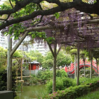 亀戸天神の藤