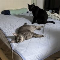 アピールｗ