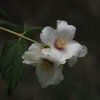 梅雨の中休みの日に万博記念公園へ（PartⅡ）