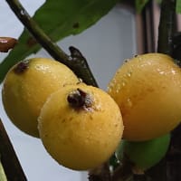 5月の庭は賑やか