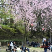 絶好のお花見日和　”名古屋城”　令和６年４月４日