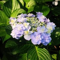 7月の庭仕事