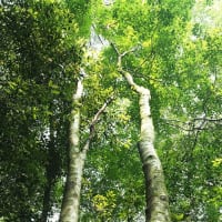 延岡ふるさと里山のチカラ再発見写真館NO3519