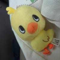 人生初！ガチャガチャでひよこちゃんGET！