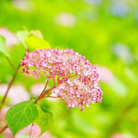  紫陽花色々