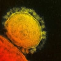 韓国で拡大している新型ウイルス、中東呼吸器症候群(MERS)コロナウイルス