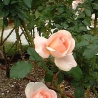 アンドレ ル ノートル