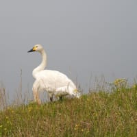 夏の白鳥　帰れない理由　その２