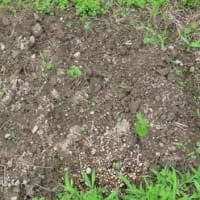 田舎へ　６月　③