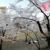 上田市の「上田城址公園の桜」観て、コメダ珈琲の「コメ黒」で一休み。
