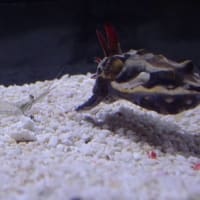 20250507　越前松島水族館