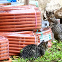 沖縄の猫たち　2024年2月　その20