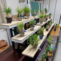 関東富貴蘭会の展示会