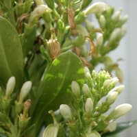 晩春～夏の花：オオハマギキョウ