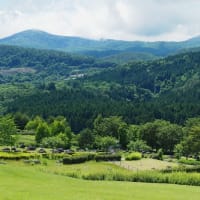 梅雨入りの翌日、青空の下のあづま総合運動公園にて（2025.6.15）#2 せせらぎ・桜の広場、しゃくなげの丘