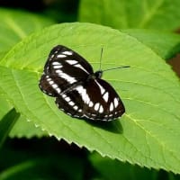 虫散歩（コミスジ他）