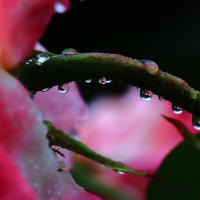 雨と雫と薔薇の花