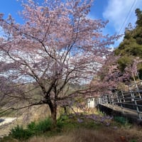 伊那小沢の桜