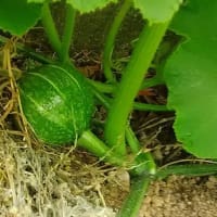 カボチャの受粉
