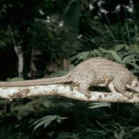 【センザンコウ】清水謙行が世界を旅するブログー絶滅危惧種世界を旅す。