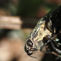 ハチドリの様なヒメクロホウジャク。タイワンタケクマバチ、クロマルハナバチ、ツバメシジミ、ルリタテハ、ウバタマムシ。茶臼山自然植物園（妻女山里山通信）