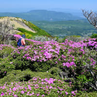 くじゅうのミヤマキリシマを手軽（足軽）に楽しめる山歩き