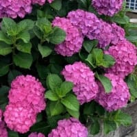 紫陽花
