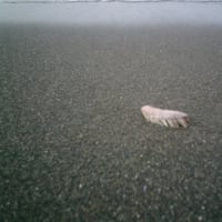 海辺の変な虫