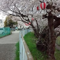 赤坂台３丁の桜が満開・・桜まつり