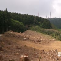 再度　大平山のツツジ　2025. 5.12