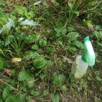 ワルナスビの根絶処理は終わらない・・・