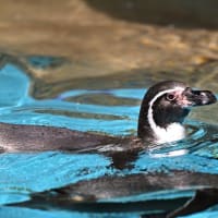 ペンギンさん