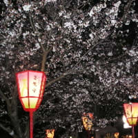 ５分咲きの兼六園の夜桜