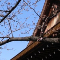 ３月２０日靖国神社 桜（明日開花か？）