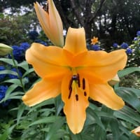 平沢進 夢の島思念公園 Full 歌詞付き 妄想代理人op A Vacant Mind 平沢進 夢の島思念公園 Full 歌詞付き 妄想代理人op A Vacant Mind